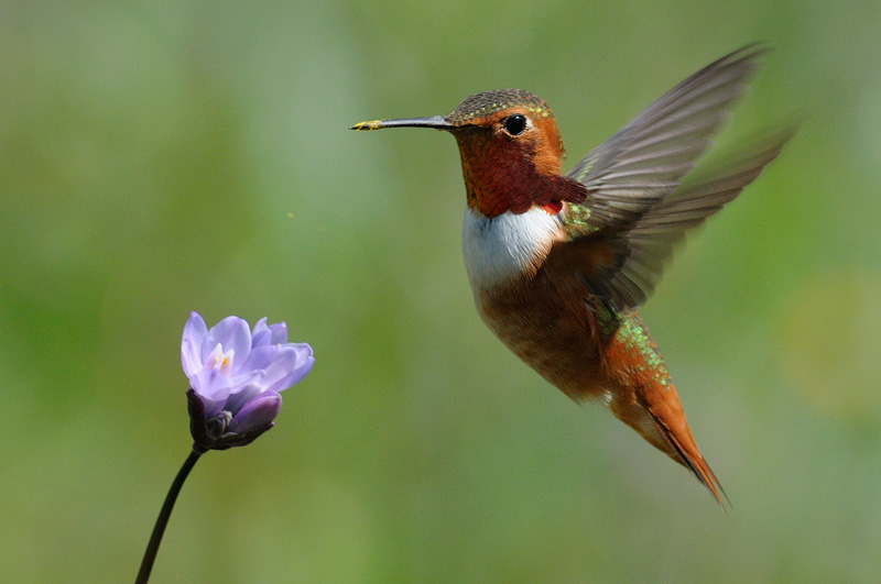 hummingbird-flower-16